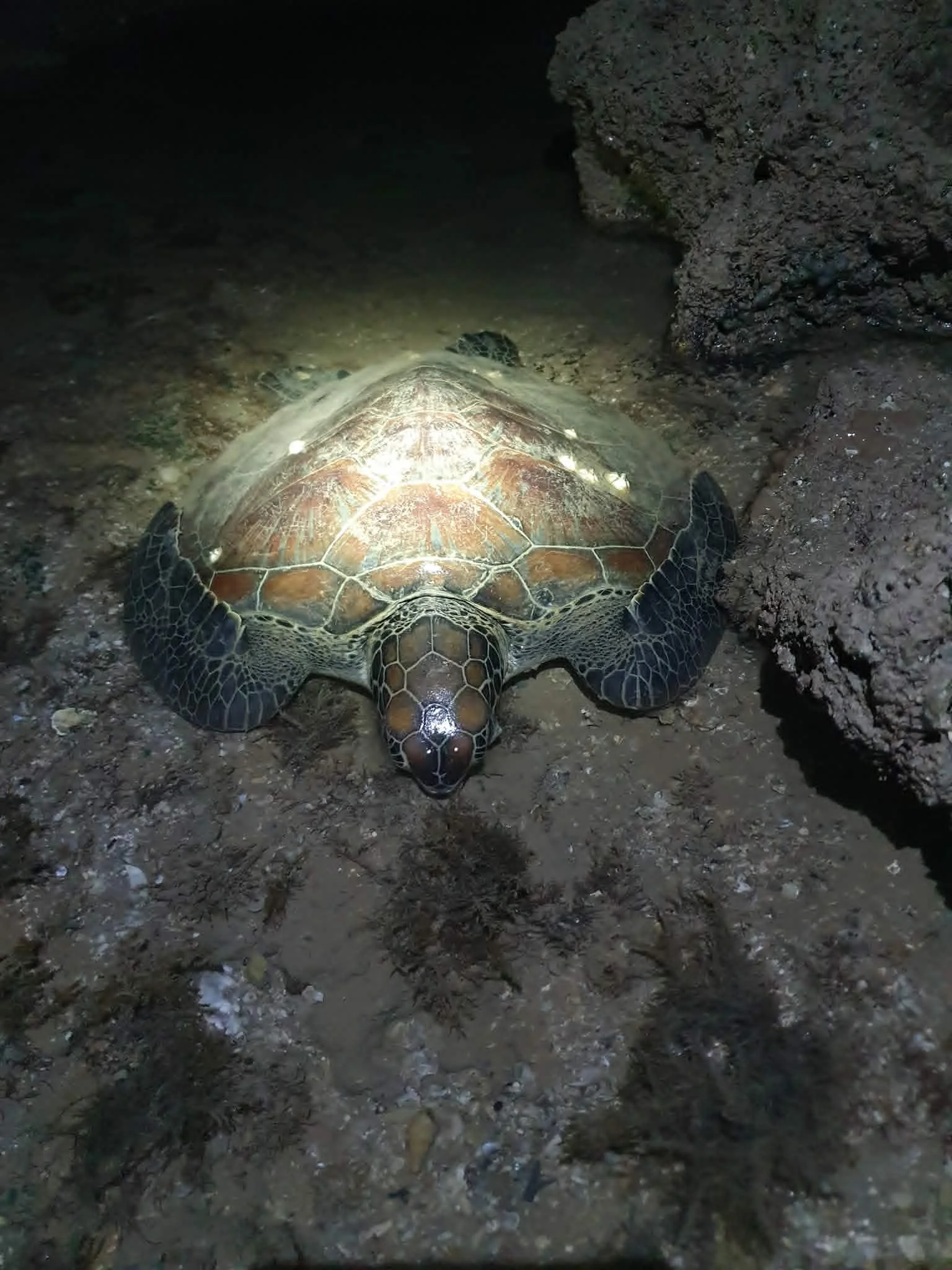 turtle.webp