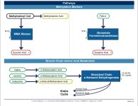 BCAA Metabolism.jpg