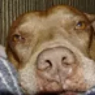 Pitty
