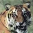 bigcat11